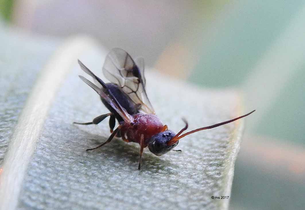 Braconidae Cheloninae